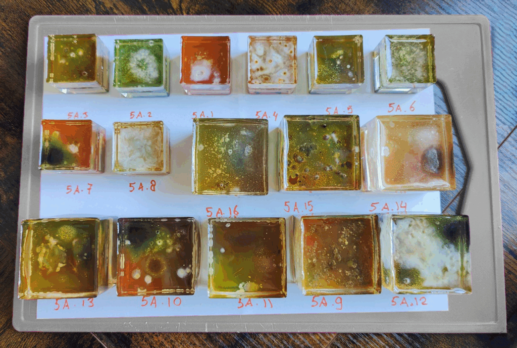 Biolumina Microbial lampscapes by Lianne Regtuit Microbial cube experiment Biolumina Microbial lampscapes by Lianne Regtuit Microbial cube experiment