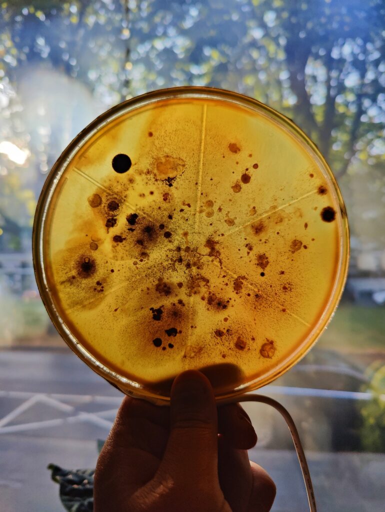 Biolumina Microbial lampscapes by Lianne Regtuit round petri dishes through natural light Biolumina Microbial lampscapes by Lianne Regtuit round petri dishes through natural light