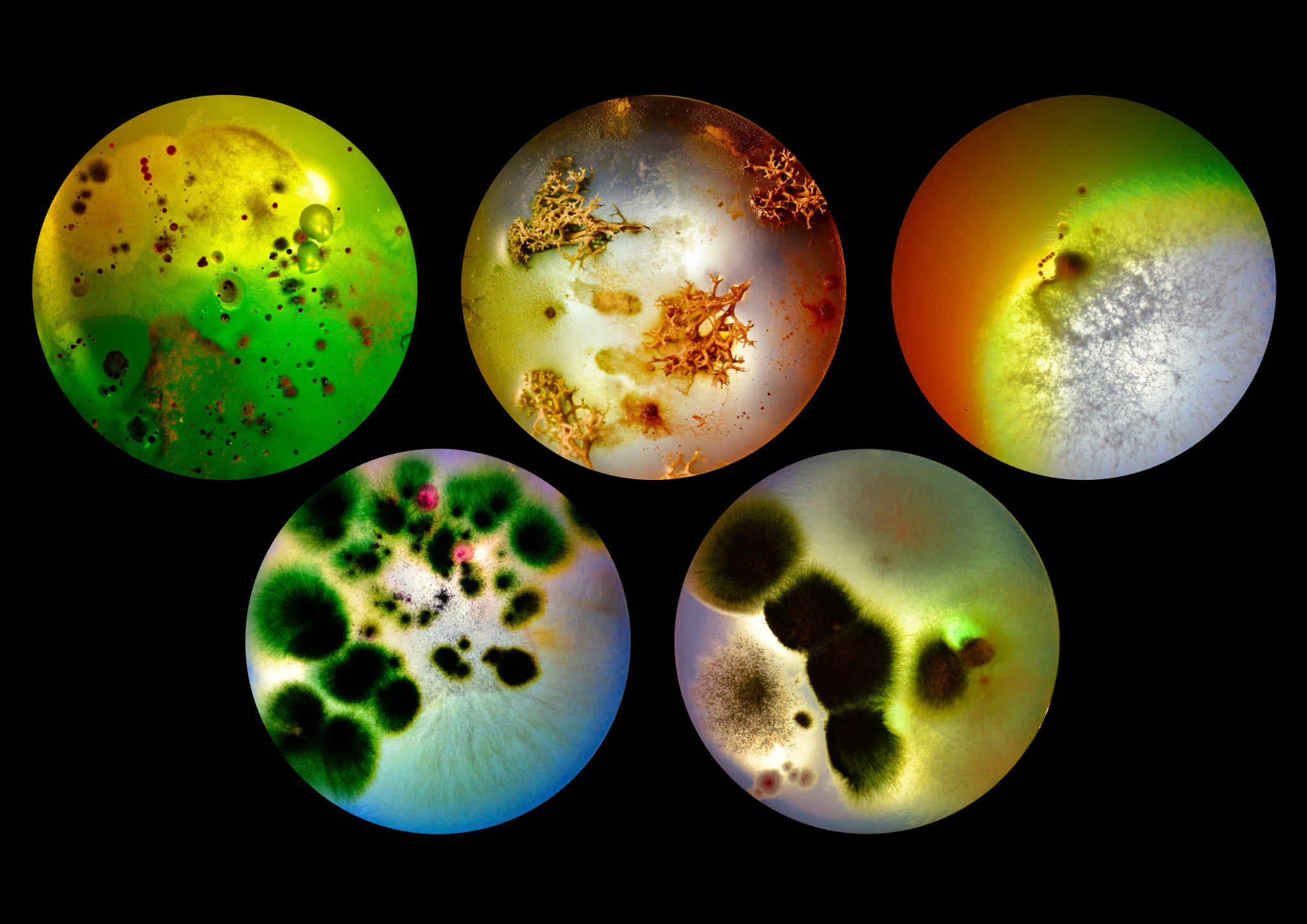 Flourish and Fungi IV by Lianne Regtuit Collection web