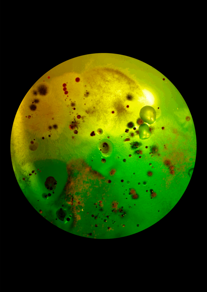 Flourish and Fungi IV by Lianne Regtuit print 2 Flourish and Fungi IV by Lianne Regtuit print 2