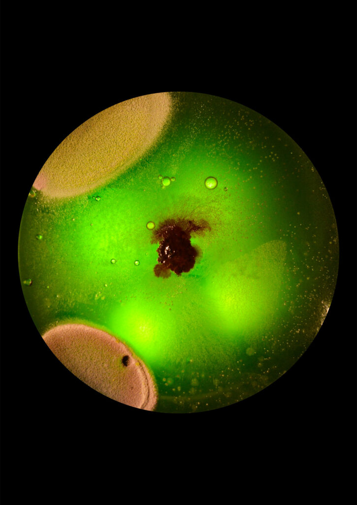 Flourish and Fungi IV by Lianne Regtuit print 3 Flourish and Fungi IV by Lianne Regtuit print 3