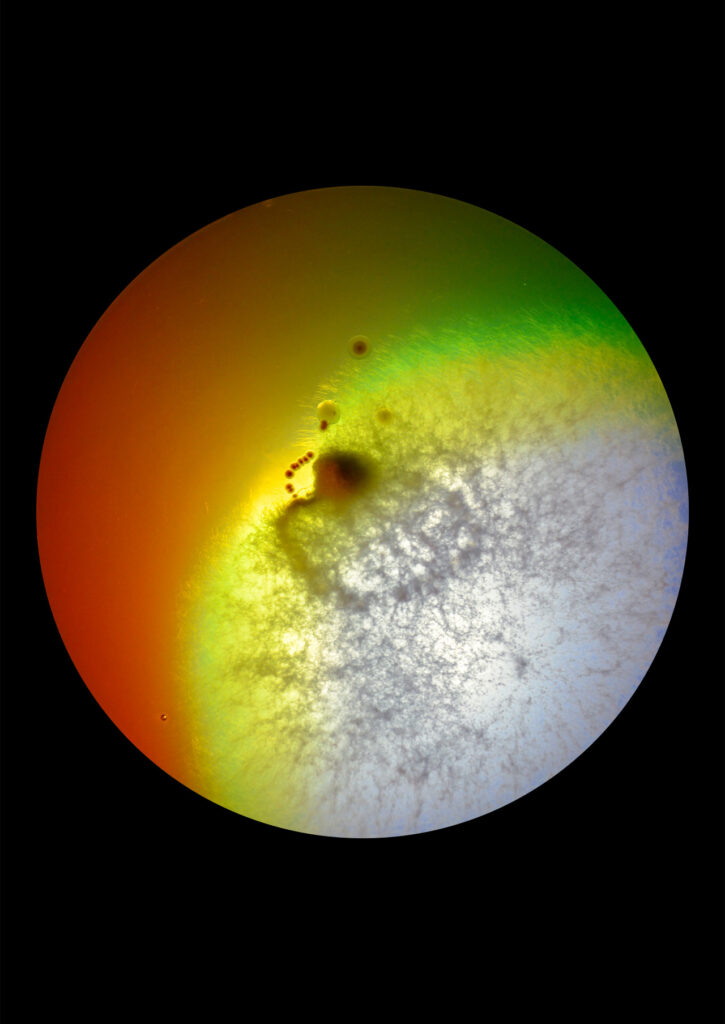 Flourish and Fungi IV by Lianne Regtuit print 4 Flourish and Fungi IV by Lianne Regtuit print 4