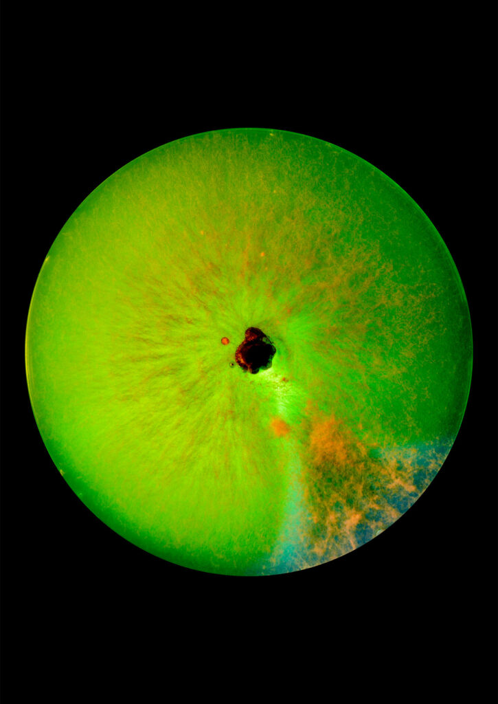 Flourish and Fungi IV by Lianne Regtuit print 5 Flourish and Fungi IV by Lianne Regtuit print 5