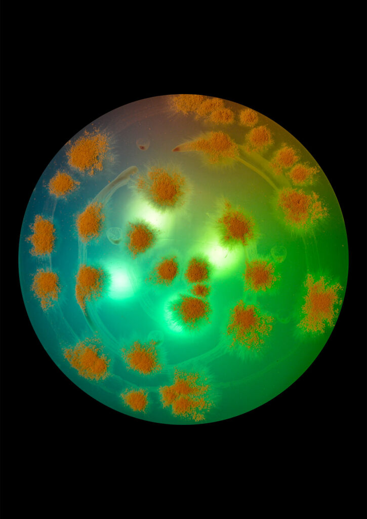 Flourish and Fungi IV by Lianne Regtuit print 6 Flourish and Fungi IV by Lianne Regtuit print 6