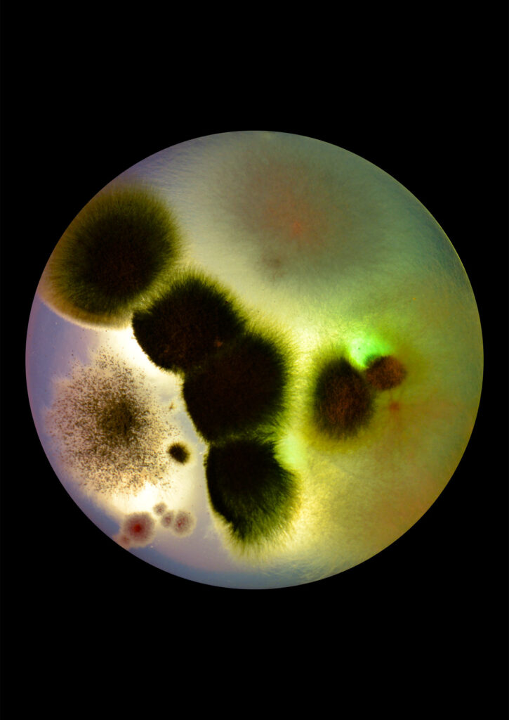 Flourish and Fungi IV by Lianne Regtuit print 7 Flourish and Fungi IV by Lianne Regtuit print 7