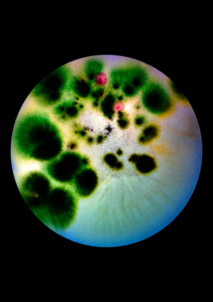 Flourish and Fungi IV by Lianne Regtuit print 8 Flourish and Fungi IV by Lianne Regtuit print 8