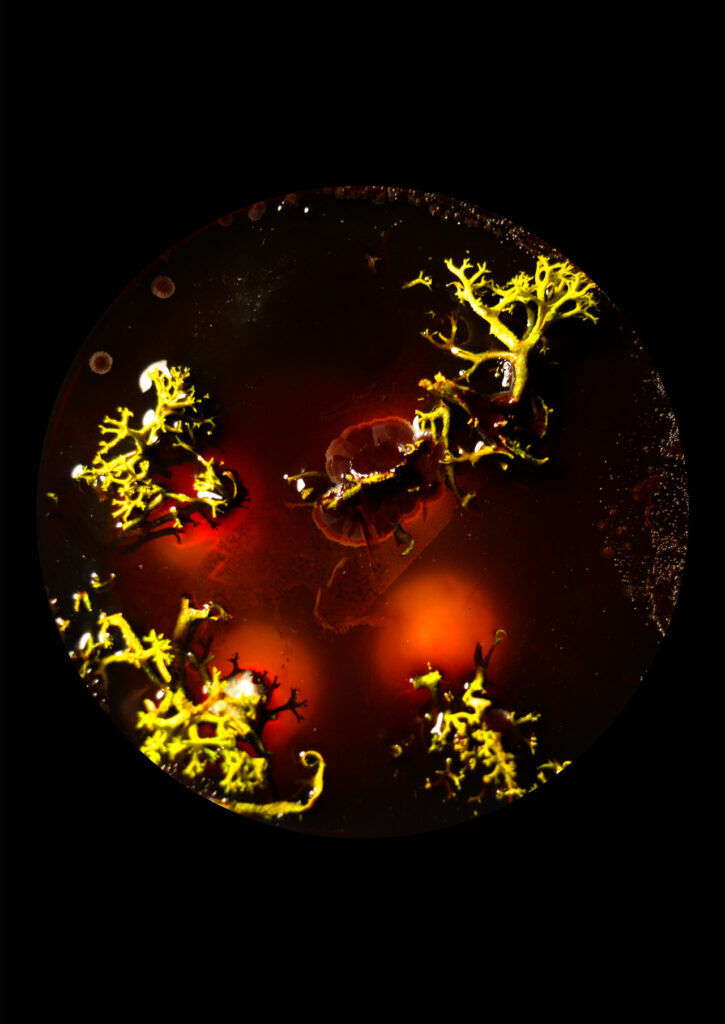 Flourish and Fungi IV by Lianne Regtuit print 9 Flourish and Fungi IV by Lianne Regtuit print 9