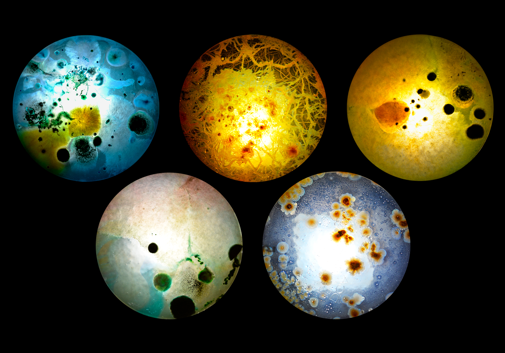 Flourish and fungi I by Lianne Regtuit Microbial Print Collection