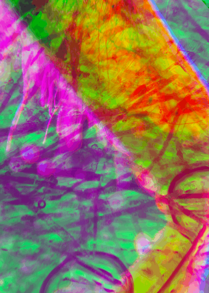 Refracted Realities - Microscopic images shifted by the lens by Lianne Regtuit Print 3 - Wespenpoot en marimo mos Refracted Realities - Microscopic images shifted by the lens by Lianne Regtuit Print 3 - Wespenpoot en marimo mos