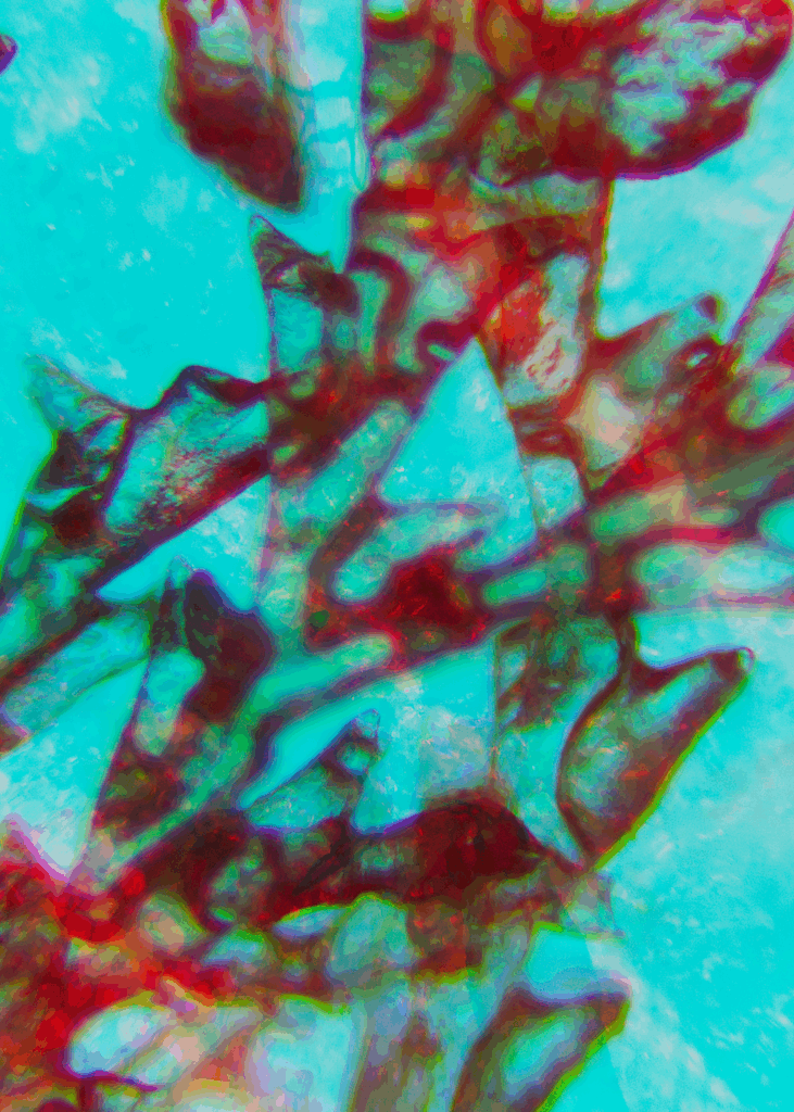 Refracted Realities - Microscopic images shifted by the lens by Lianne Regtuit Print 8 - Wespenpoot en marimo mos Refracted Realities - Microscopic images shifted by the lens by Lianne Regtuit Print 8 - Wespenpoot en marimo mos