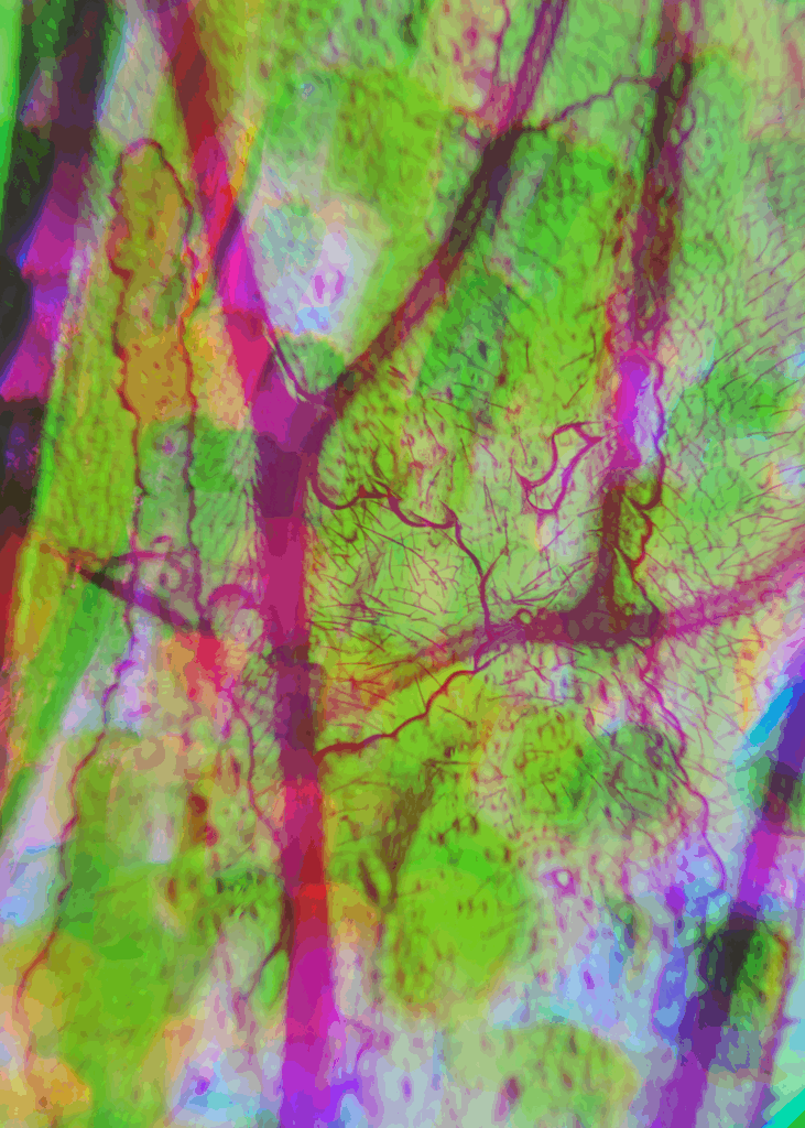 Refracted Realities - Microscopic images shifted by the lens by Lianne Regtuit Print 4 - Wespenvleugel en vlindervleugel Refracted Realities - Microscopic images shifted by the lens by Lianne Regtuit Print 4 - Wespenvleugel en vlindervleugel