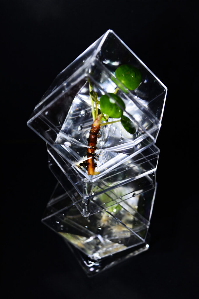 The Living Monument - Hydroponic statue designs by Lianne Regtuit experiment 1