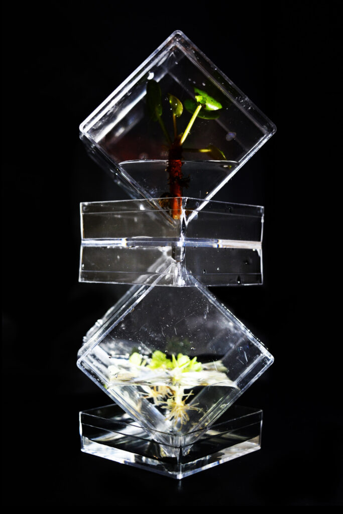 The Living Monument - Hydroponic statue designs by Lianne Regtuit experiment 2