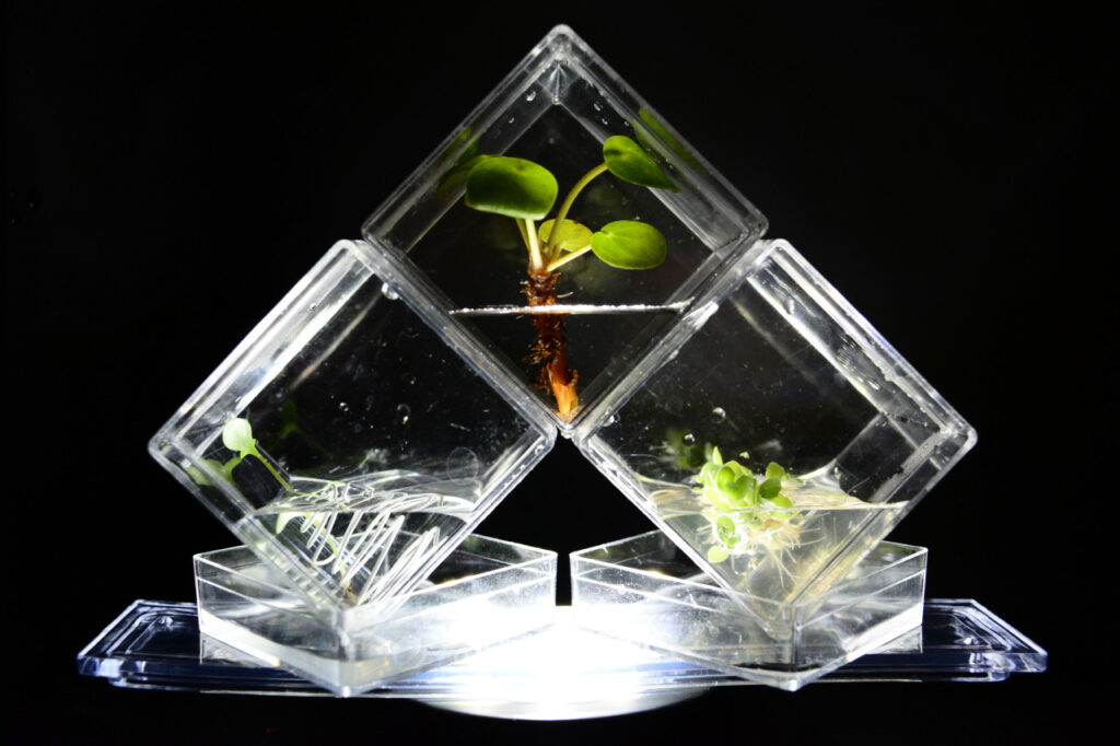 The Living Monument - Hydroponic statue designs by Lianne Regtuit experiment 7