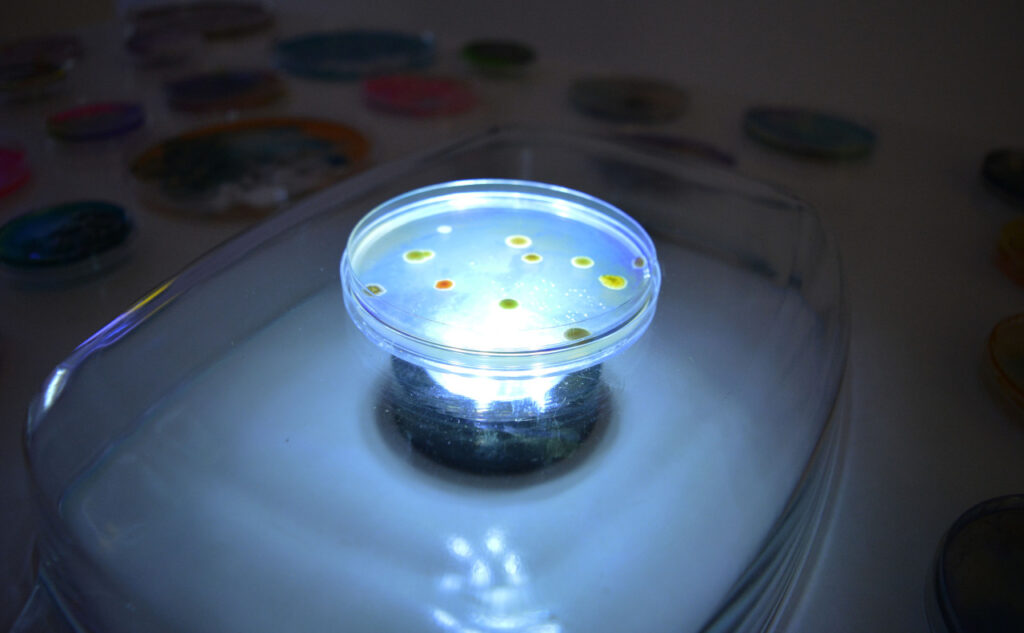 Beautiful Bacteria by Lianne Regtuit petri dish on light