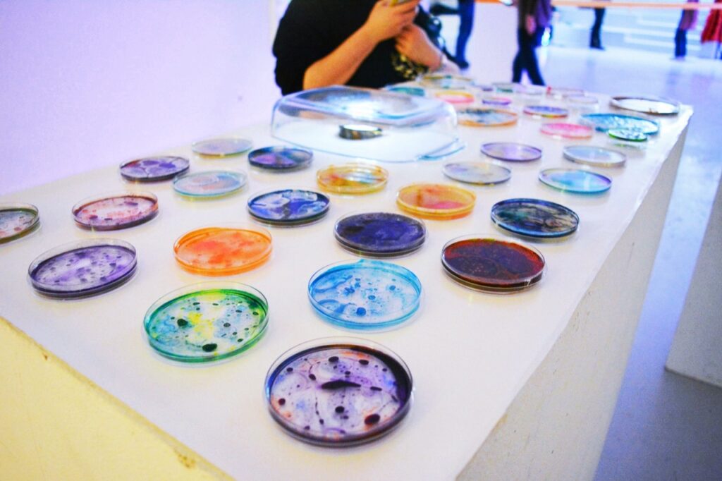 Beautiful Bacteria by Lianne Regtuit petri dishes on display