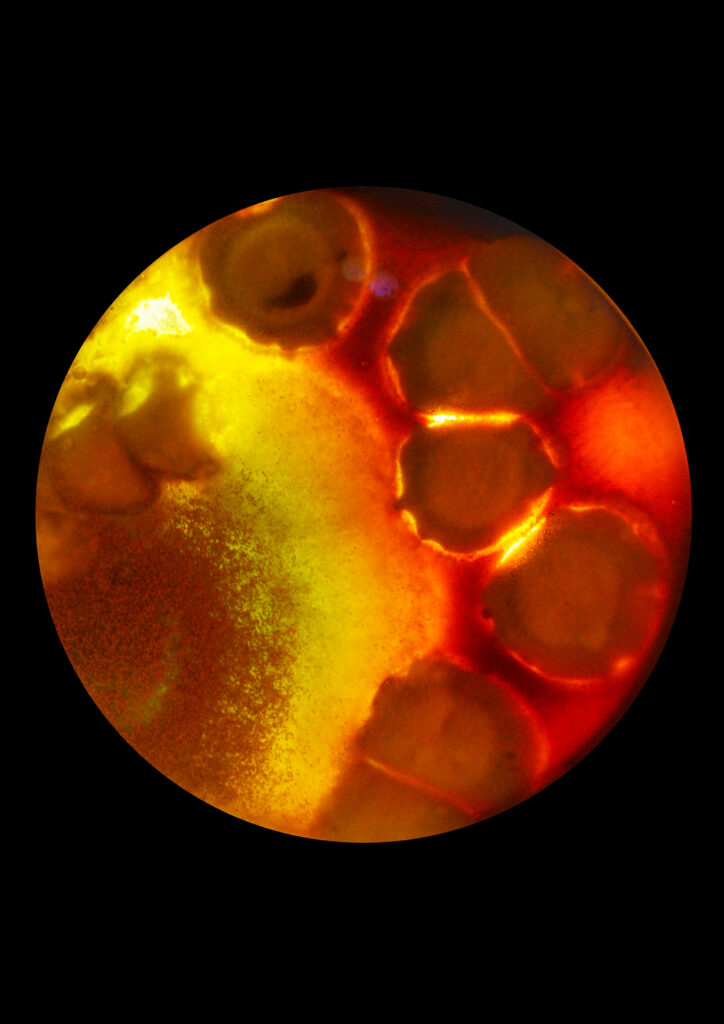 Flourish and Fungi II by Lianne Regtuit Microbial print 5 Flourish and Fungi II by Lianne Regtuit Microbial print 5