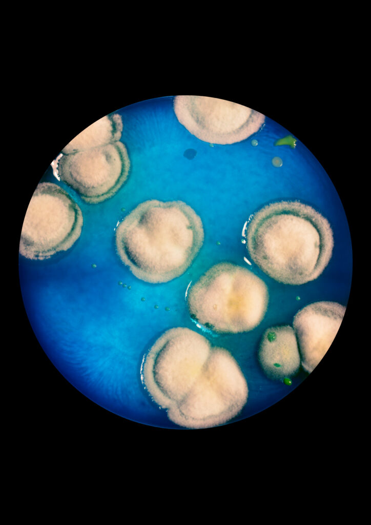 Flourish and Fungi II by Lianne Regtuit Microbial print 6 Flourish and Fungi II by Lianne Regtuit Microbial print 6