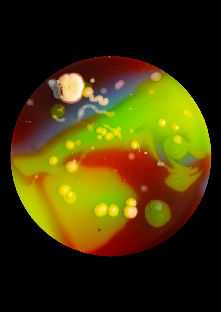 Flourish and Fungi II by Lianne Regtuit Microbial print 8 Flourish and Fungi II by Lianne Regtuit Microbial print 8